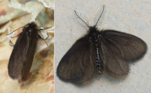 Epichnopterix sp.